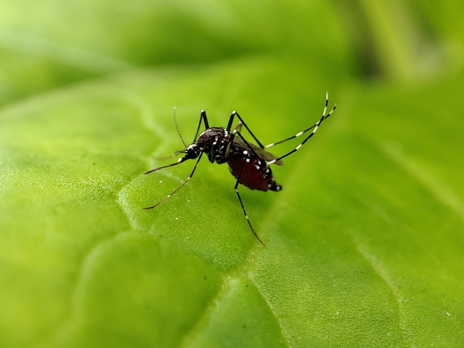 Pasco counts three local dengue cases: how San Antonio households can cut mosquito risk